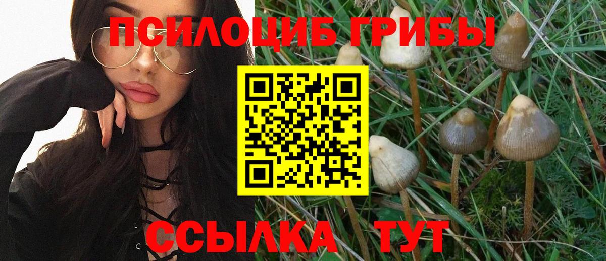 Благовещенск  Галлюциногенные грибы Psilocybine cubensis  Вход с VPN 